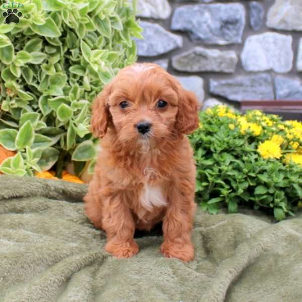 Dolly, Cavapoo Puppy