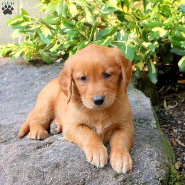 Dolly, Golden Retriever Puppy