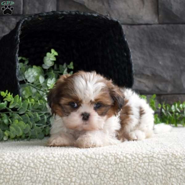 Dolly, Shih Tzu Puppy