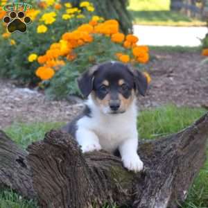 Dolly, Pembroke Welsh Corgi Puppy