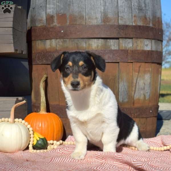 Dolly, Pembroke Welsh Corgi Puppy