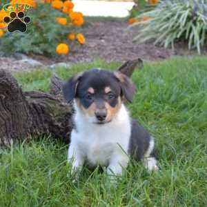 Dolly, Pembroke Welsh Corgi Puppy