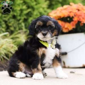 Dominic, Mini Bernedoodle Puppy