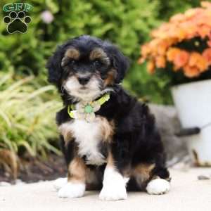 Dominic, Mini Bernedoodle Puppy