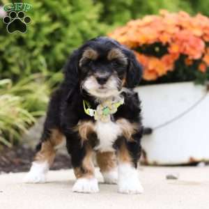 Dominic, Mini Bernedoodle Puppy