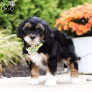 Dominic, Mini Bernedoodle Puppy