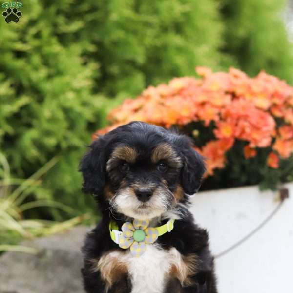 Dominic, Mini Bernedoodle Puppy