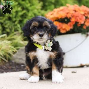 Dominic, Mini Bernedoodle Puppy