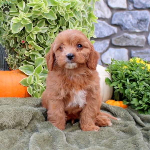 Dominick, Cavapoo Puppy