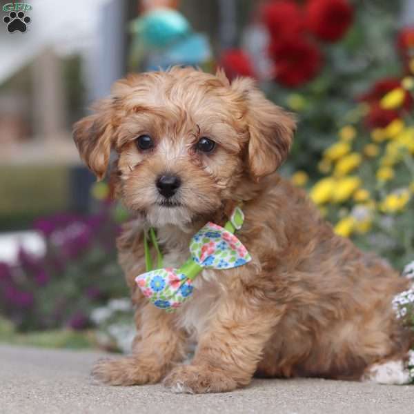 Domino, Yorkie Poo Puppy