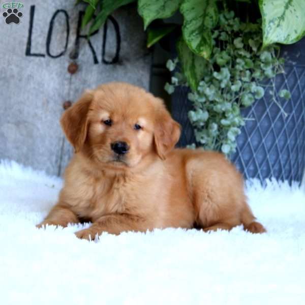 Donnie, Golden Retriever Puppy