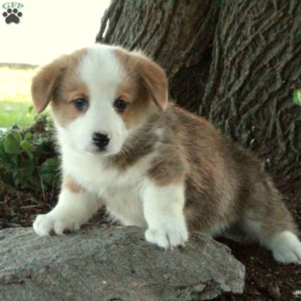 Donny, Pembroke Welsh Corgi Puppy