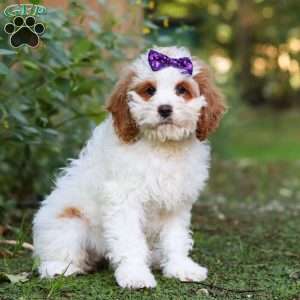 Doris, Cockapoo Puppy