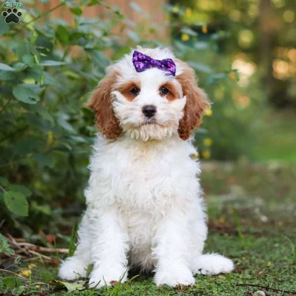 Doris, Cockapoo Puppy