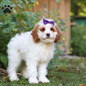 Doris, Cockapoo Puppy