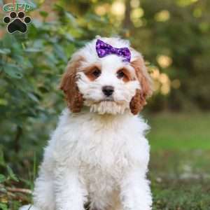 Doris, Cockapoo Puppy