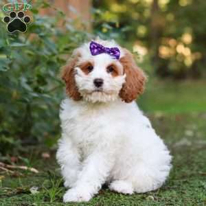 Doris, Cockapoo Puppy