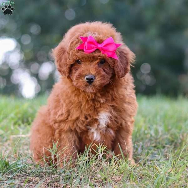 Dory, Cavapoo Puppy