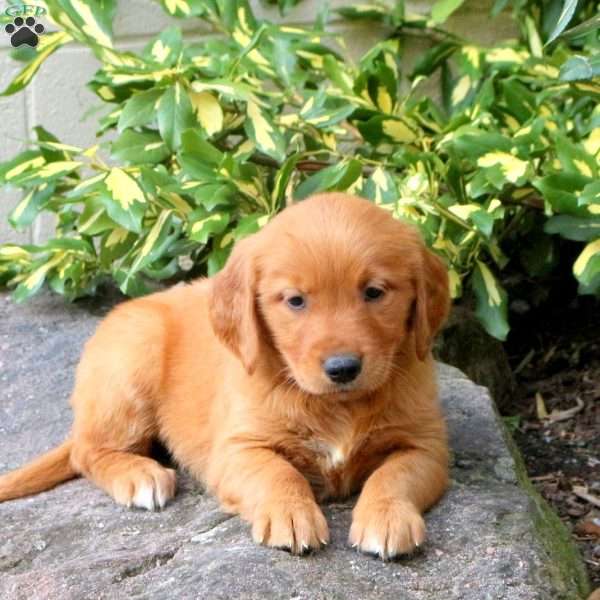 Dot, Golden Retriever Puppy