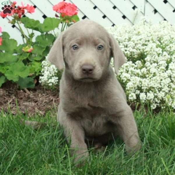 Dottie, Silver Labrador Retriever Puppy