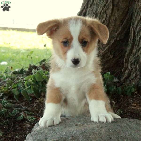 Dover, Pembroke Welsh Corgi Puppy