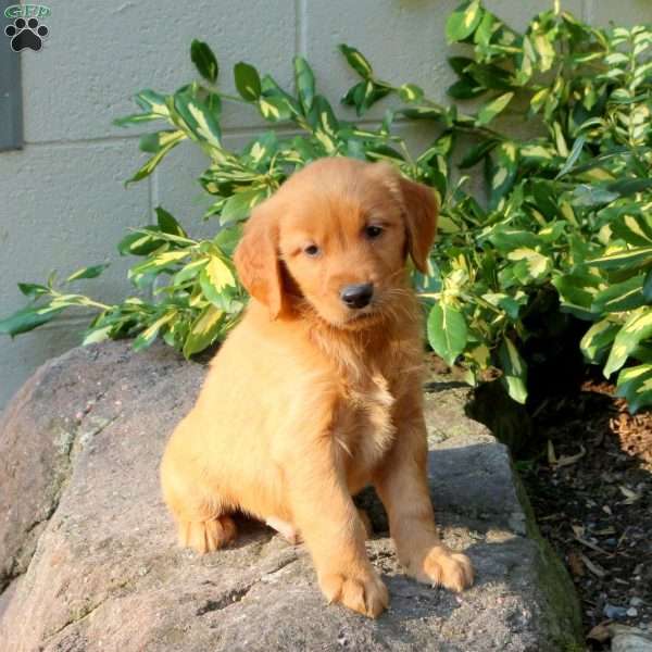 Drake, Golden Retriever Puppy