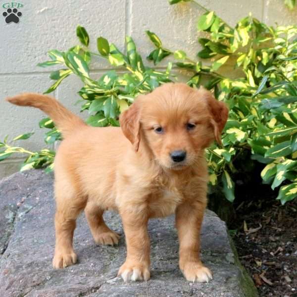 Dream, Golden Retriever Puppy