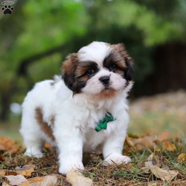 Drew, Lhasa Apso Puppy