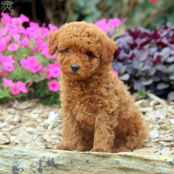 Drew, Miniature Poodle Puppy