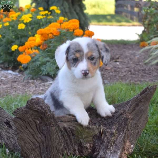 Drifter, Pembroke Welsh Corgi Puppy