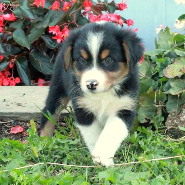 Dudley, Australian Shepherd Puppy