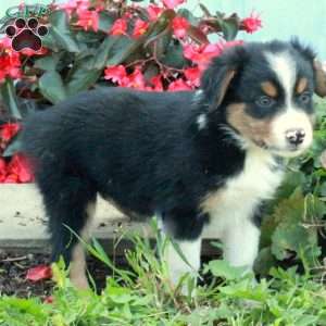 Dudley, Australian Shepherd Puppy