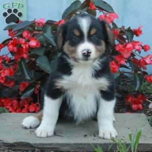 Dudley, Australian Shepherd Puppy