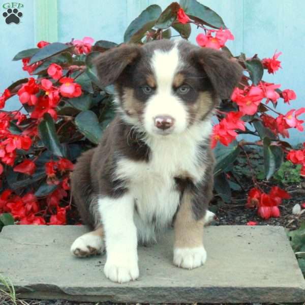 Duke, Australian Shepherd Puppy