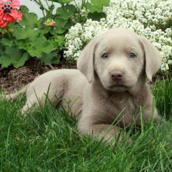 Duke, Silver Labrador Retriever Puppy