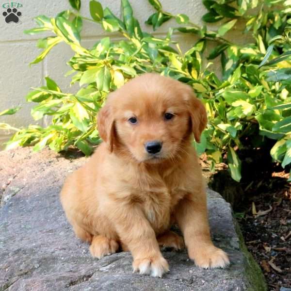 Duke, Golden Retriever Puppy