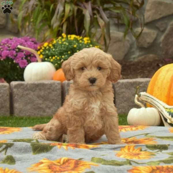 Dusty, Mini Goldendoodle Puppy