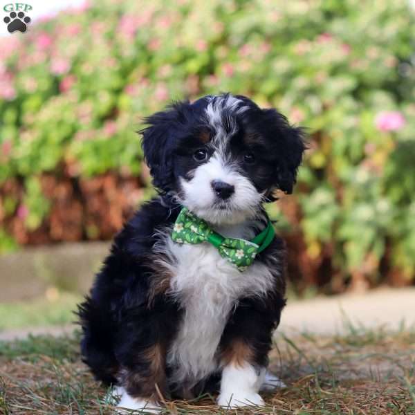 Dylan, Mini Bernedoodle Puppy