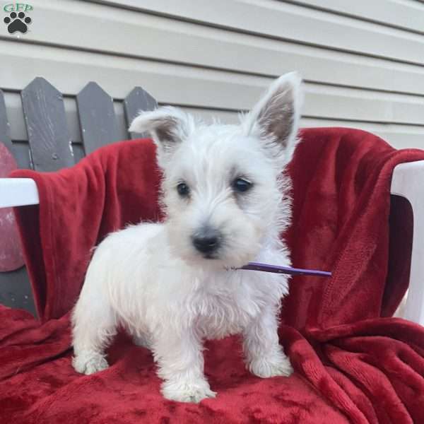 Tonya, West Highland Terrier Puppy