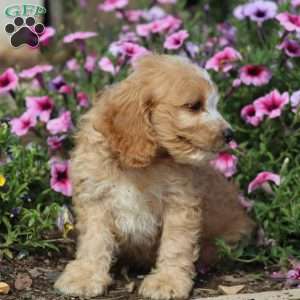 Wallace, Cockapoo Puppy