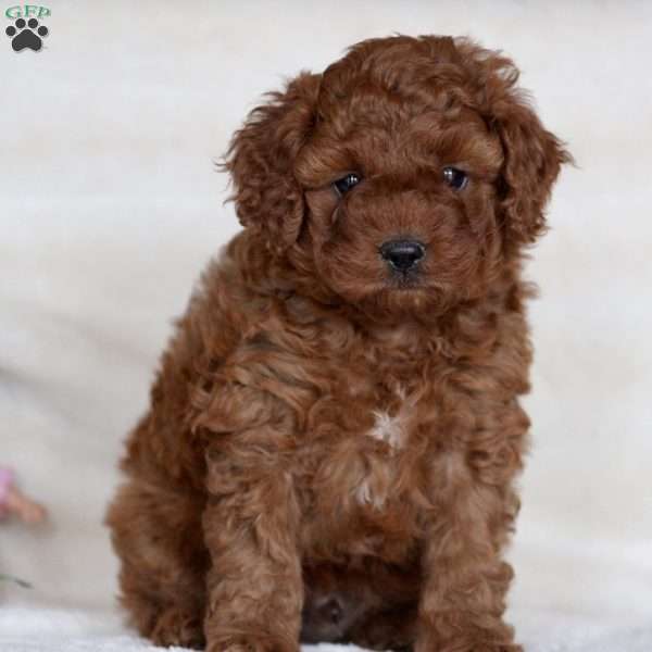 Paco, Cavapoo Puppy