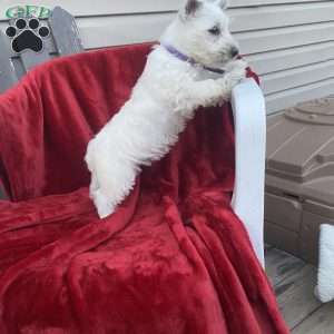 Tonya, West Highland Terrier Puppy