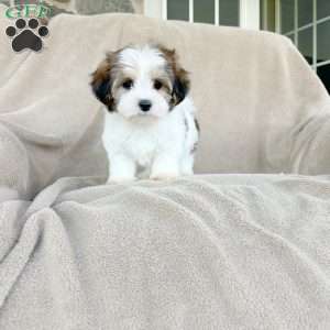 Sasha, Morkie / Yorktese Puppy