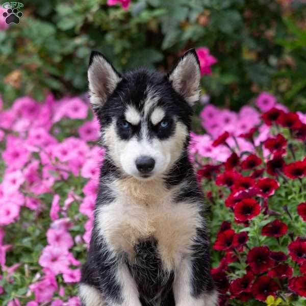 Diamond, Siberian Husky Puppy