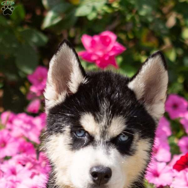 Dash, Siberian Husky Puppy