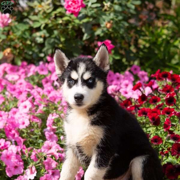 Dexter, Siberian Husky Puppy