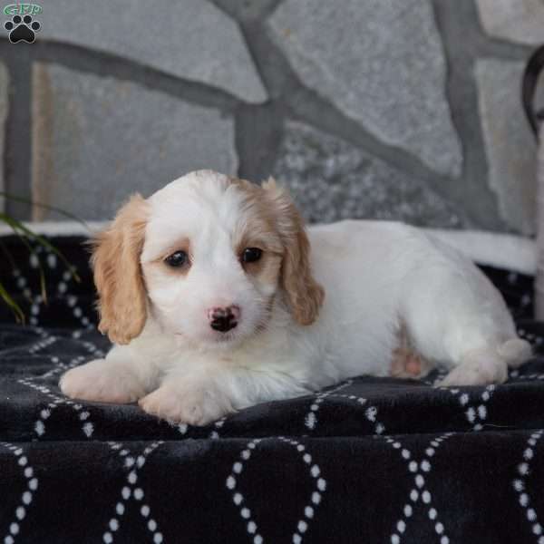 Marshmallow, Cavachon Puppy