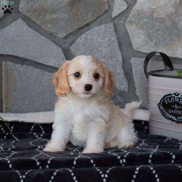 Molly, Cavachon Puppy