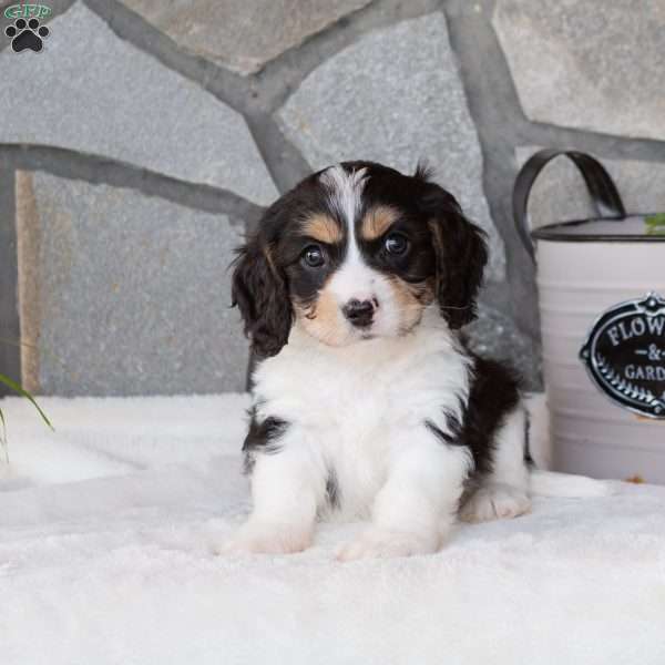 Max, Cavachon Puppy