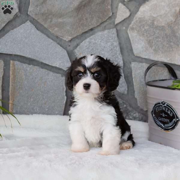 Milo, Cavachon Puppy